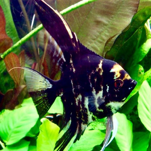 Pterophyllum scalare - Scalaire Marbré M